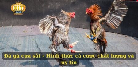 Đá gà cựa sắt - Hình thức cá cược chất lượng và uy tín
