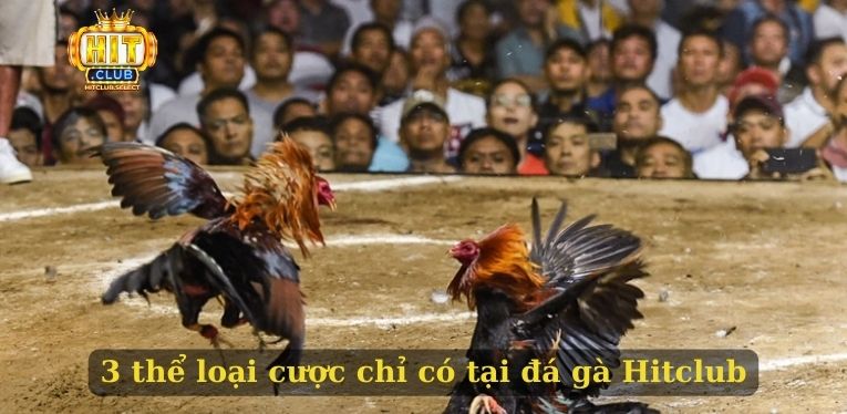 Đá gà Hitclub - Thỏa đam mê chọi kê của nhiều bet thủ 2 3 thể loại cược chỉ có tại đá gà Hitclub
